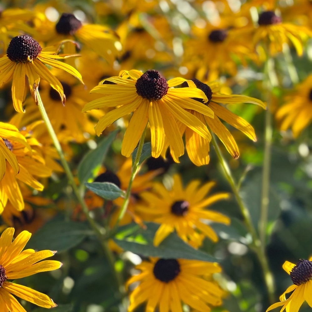 Meet your Posher, Bob